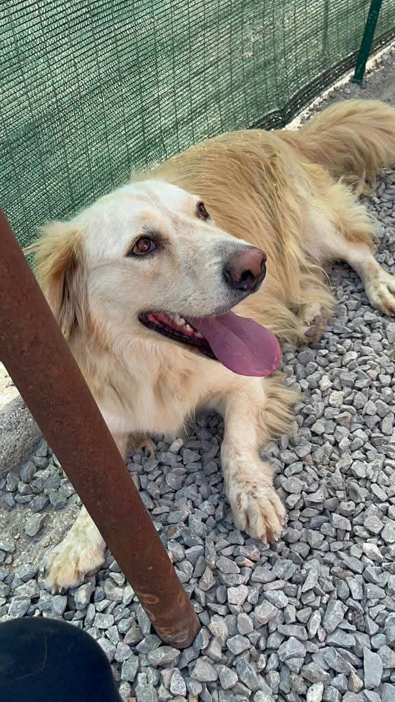 Dolce e tenero Oscar