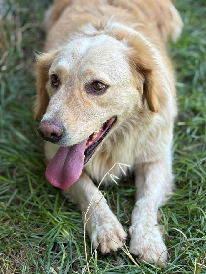 Dolce e tenero Oscar