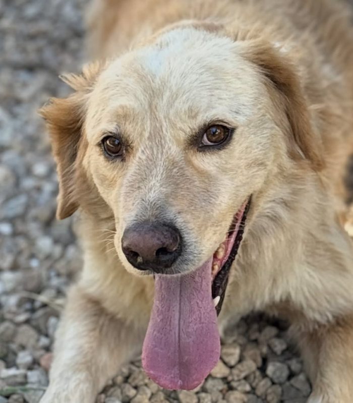 Dolce e tenero Oscar