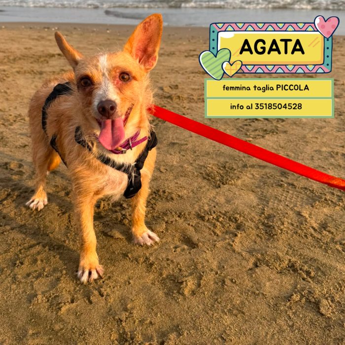 Agata dolcissima cagnolina taglia piccola cerca casa