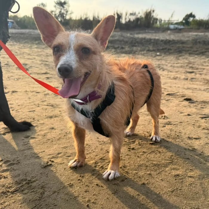 Agata dolcissima cagnolina taglia piccola cerca casa - media 4