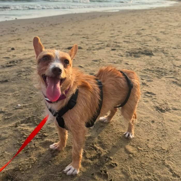 Agata dolcissima cagnolina taglia piccola cerca casa