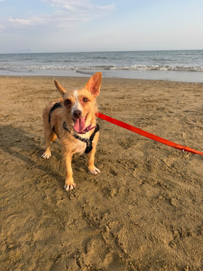 Agata dolcissima cagnolina taglia piccola cerca casa - media 6