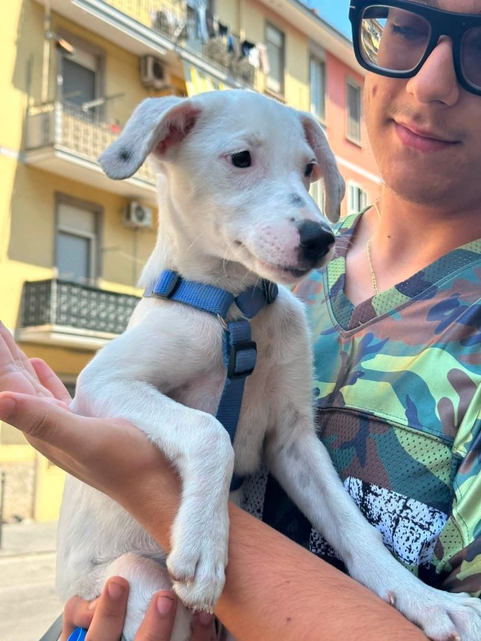 Macchia, 3 mesi, da adulta 14/15 kg