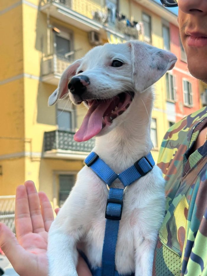 Macchia, 3 mesi, da adulta 14/15 kg
