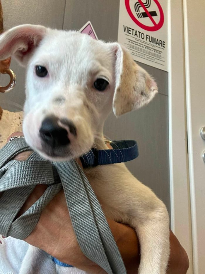 Macchia, 3 mesi, da adulta 14/15 kg