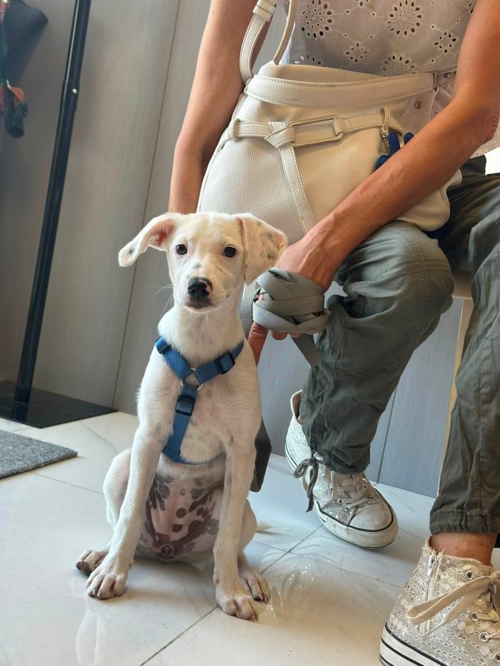 Macchia, 3 mesi, da adulta 14/15 kg - media 4