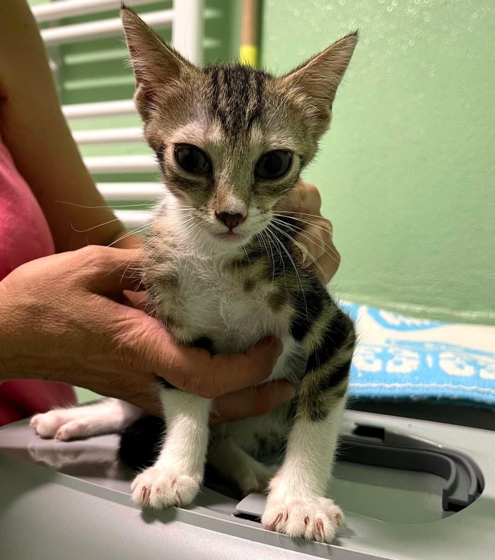 4 GATTINI CUCCIOLI