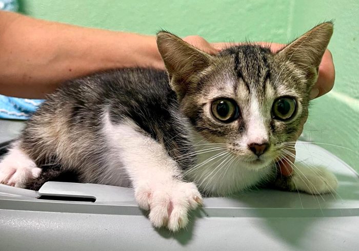 4 GATTINI CUCCIOLI