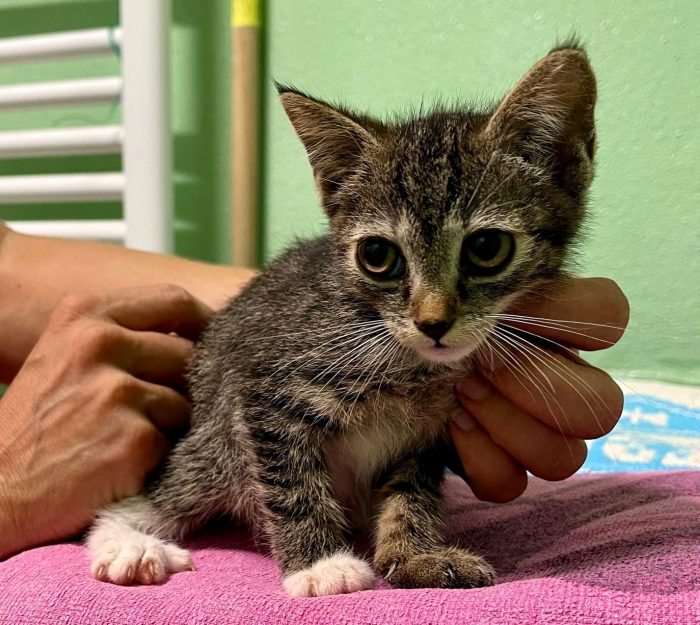 4 GATTINI CUCCIOLI