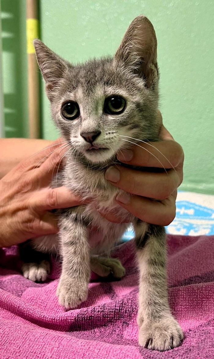 4 GATTINI CUCCIOLI - media 4