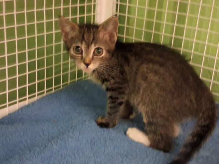 4 GATTINI CUCCIOLI - media 7