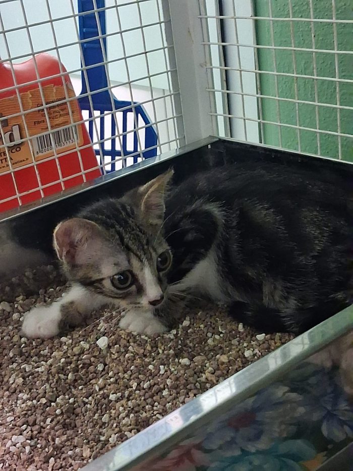 4 GATTINI CUCCIOLI - media 8