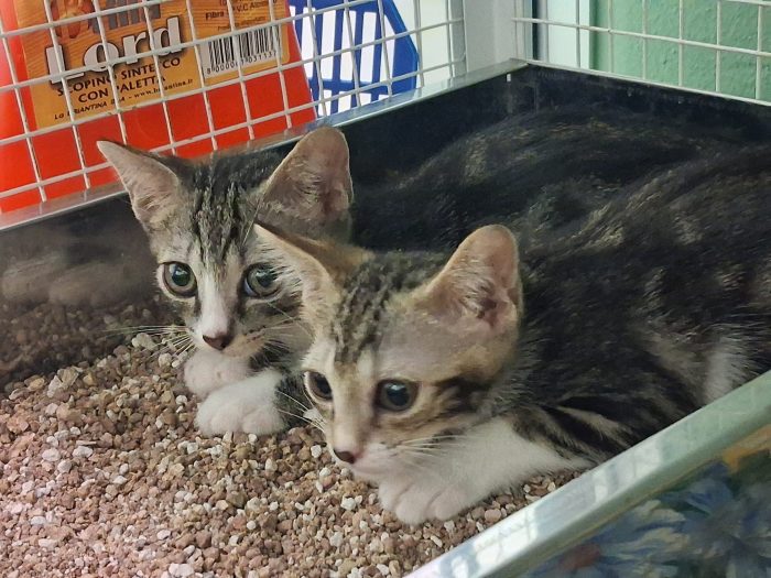 4 GATTINI CUCCIOLI - media 9