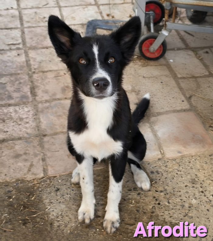 Femmina border collie