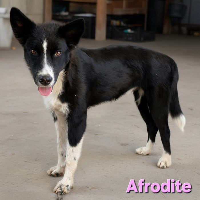Femmina border collie - media 5