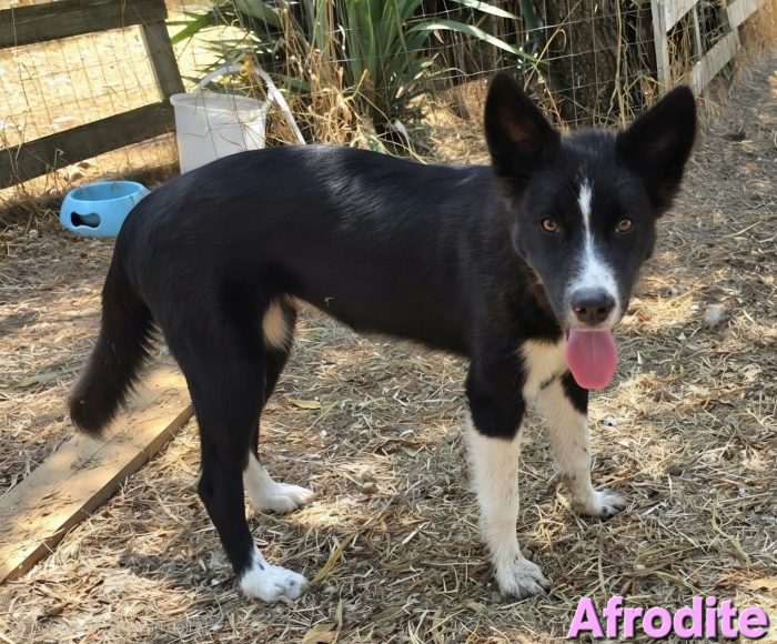 Femmina border collie