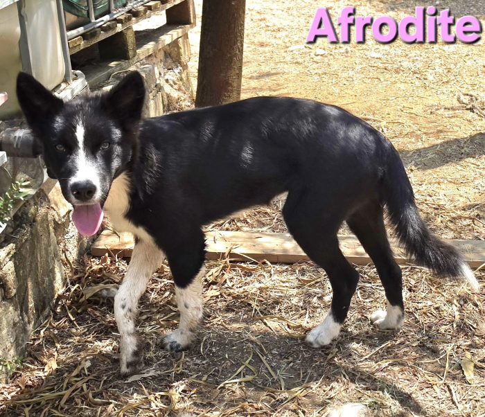 Femmina border collie - media 4