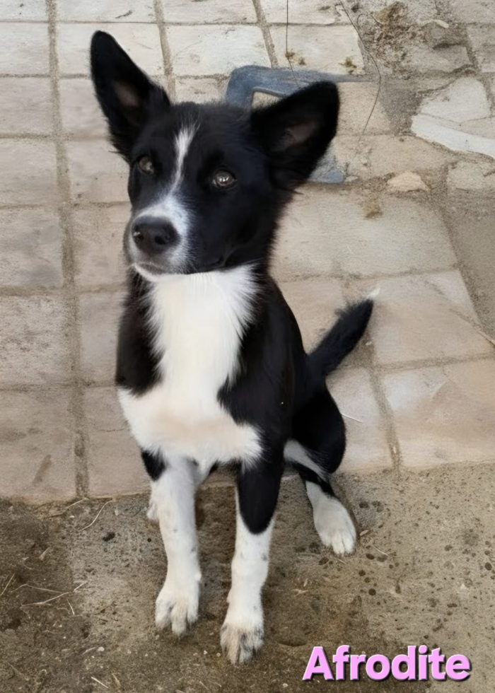 Femmina border collie
