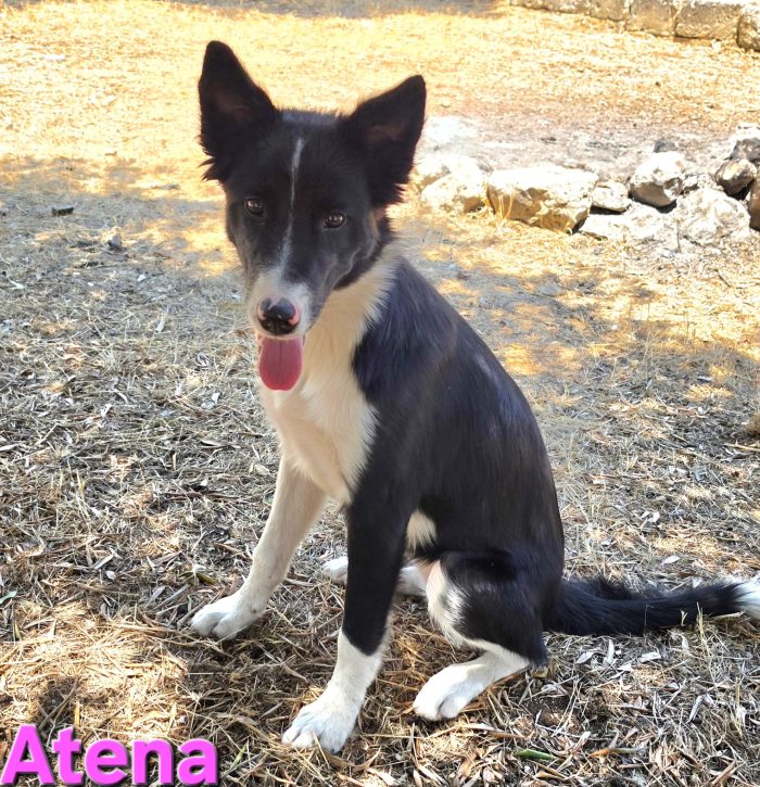 Cucciolona border collie - media 5