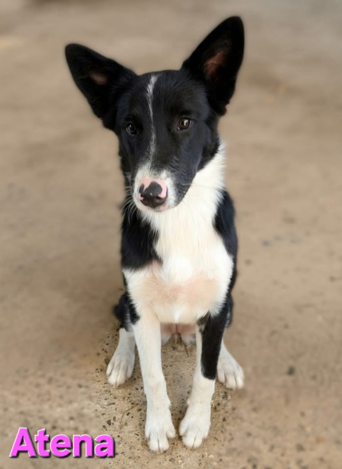 Cucciolona border collie - media 4