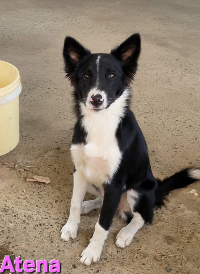 Cucciolona border collie