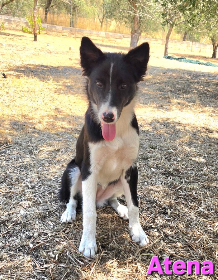 Cucciolona border collie