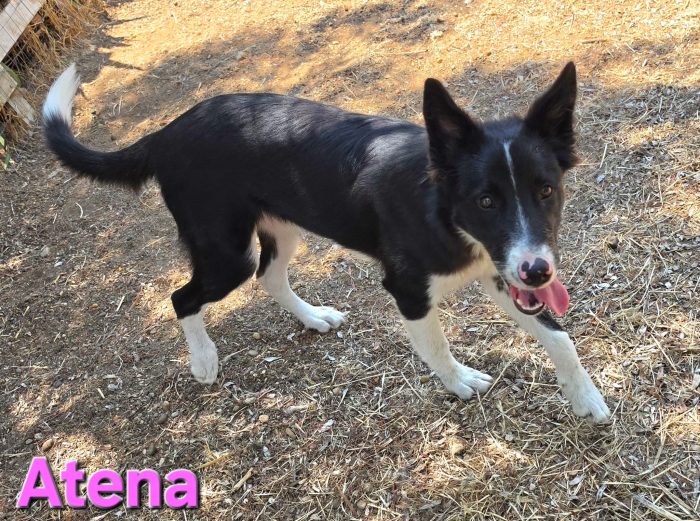 Cucciolona border collie
