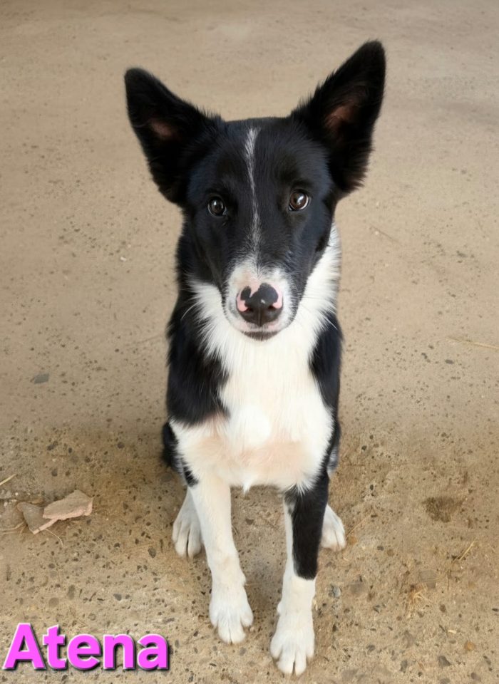 Cucciolona border collie - media 6