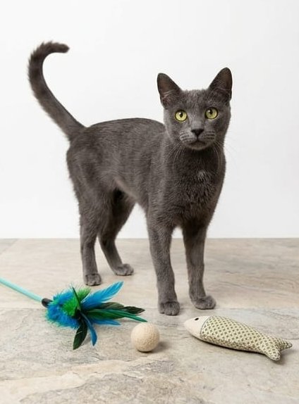 TERRY, adorabile micia in adozione!