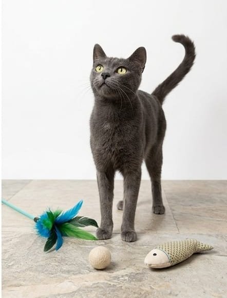 TERRY, adorabile micia in adozione!