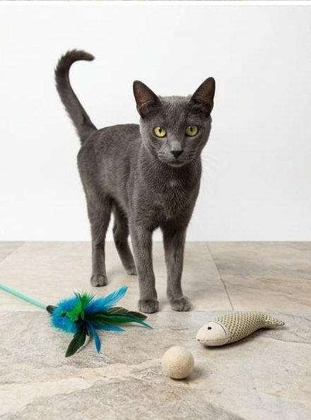 TERRY, adorabile micia in adozione! - media 4