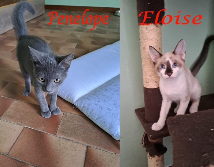 ELEOISE e PENELOPE, adorabili gattine in adozione!
