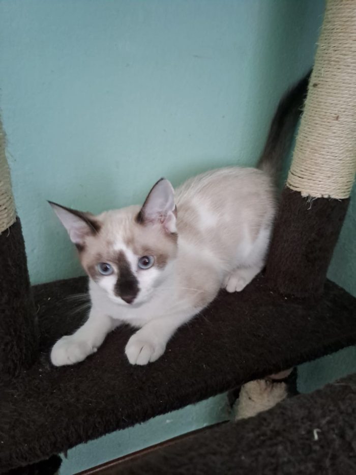 ELEOISE e PENELOPE, adorabili gattine in adozione! - media 7