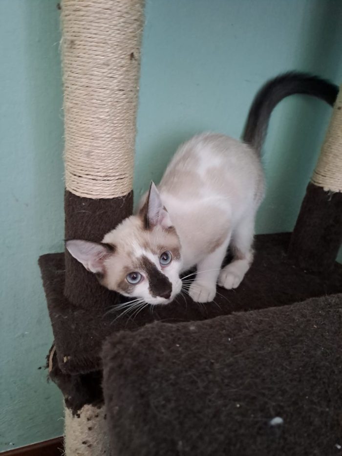 ELEOISE e PENELOPE, adorabili gattine in adozione! - media 5
