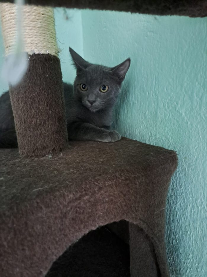 ELEOISE e PENELOPE, adorabili gattine in adozione! - media 6