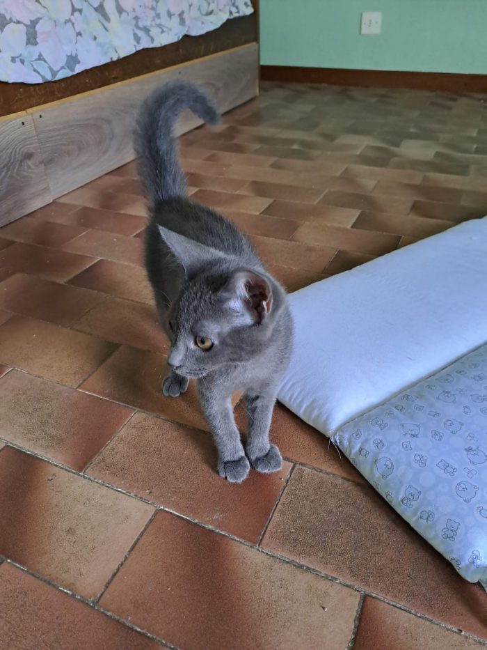 ELEOISE e PENELOPE, adorabili gattine in adozione! - media 8