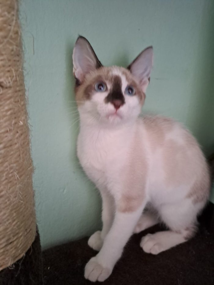 ELEOISE e PENELOPE, adorabili gattine in adozione! - media 9