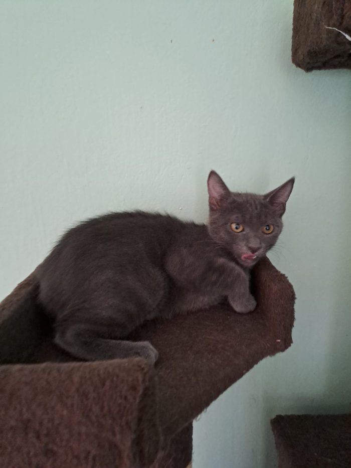 ELEOISE e PENELOPE, adorabili gattine in adozione! - media 10