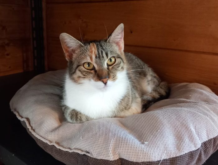 Karina, splendida micia in adozione!