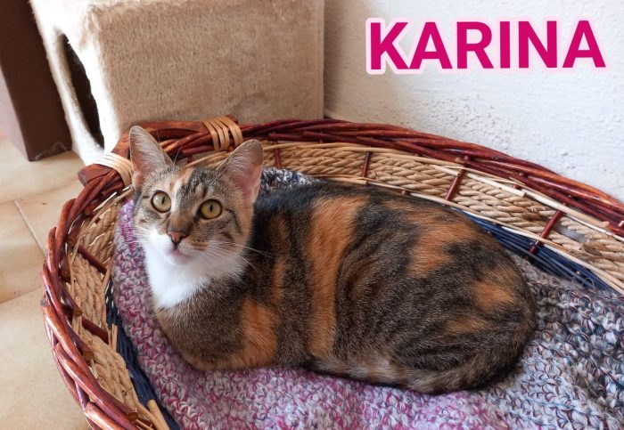 Karina, splendida micia in adozione!