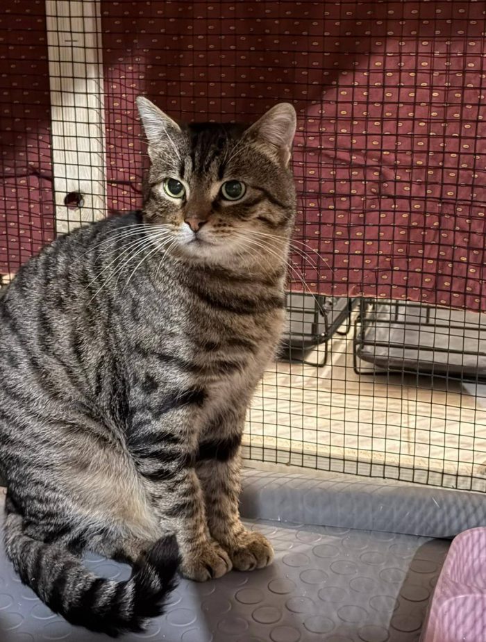 TIGRO, tenero gatto in adozione! - media 5