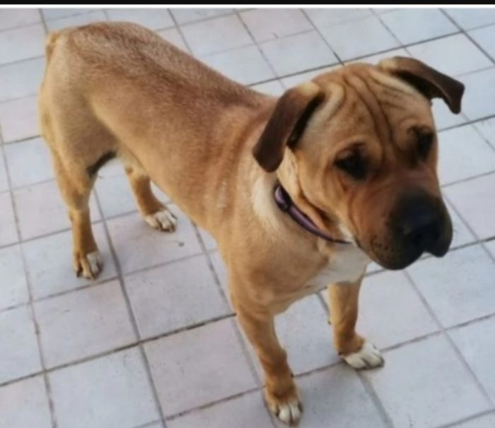 Mix Sharpei adulta aspetta da tanto PALERMO