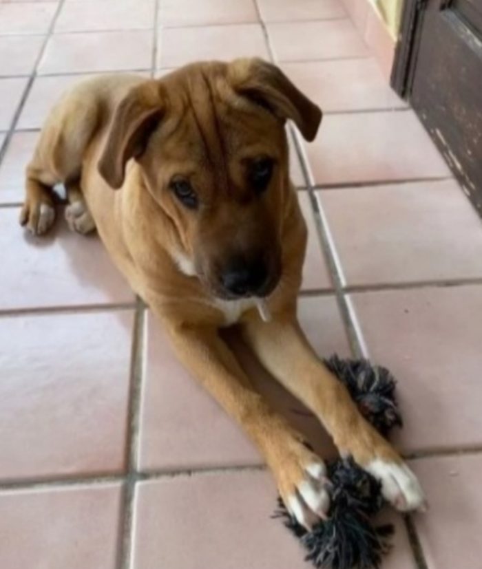 Mix Sharpei adulta aspetta da tanto PALERMO
