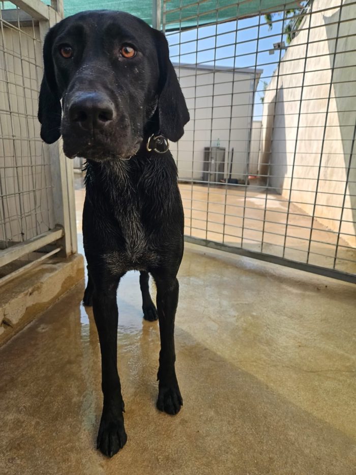 Massi splendido giovane simil Bracco/Labrador - media 4