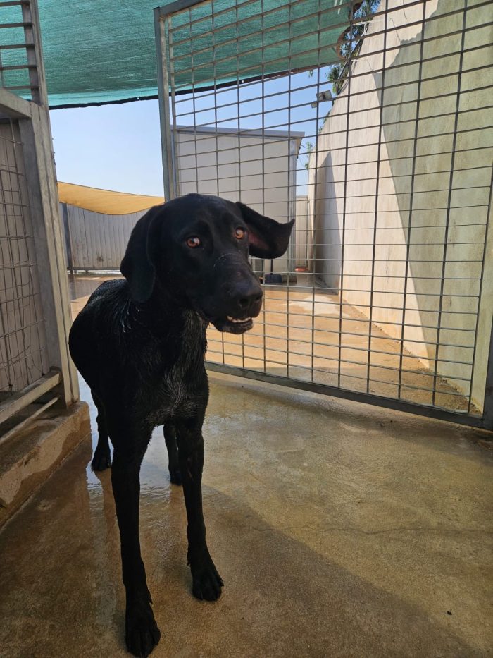 Massi splendido giovane simil Bracco/Labrador