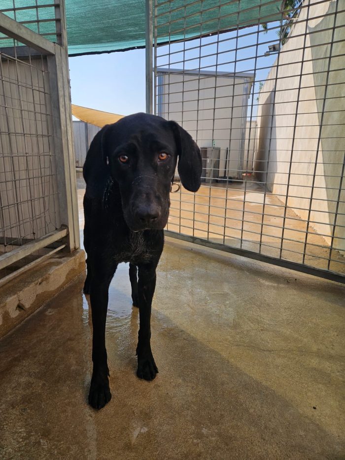 Massi splendido giovane simil Bracco/Labrador