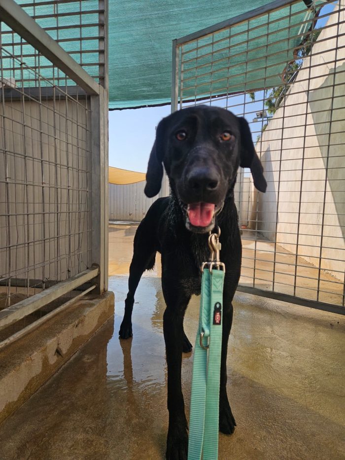Massi splendido giovane simil Bracco/Labrador