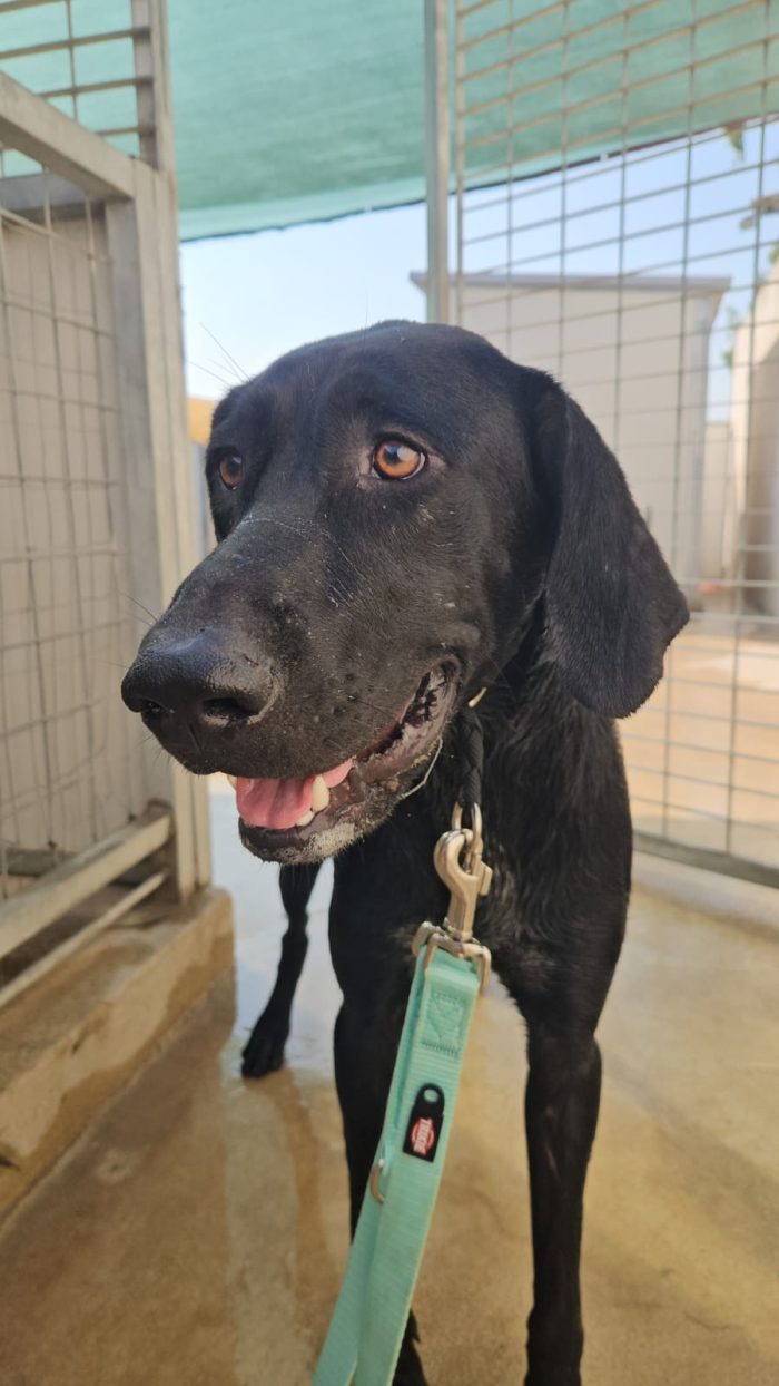 Massi splendido giovane simil Bracco/Labrador - media 6