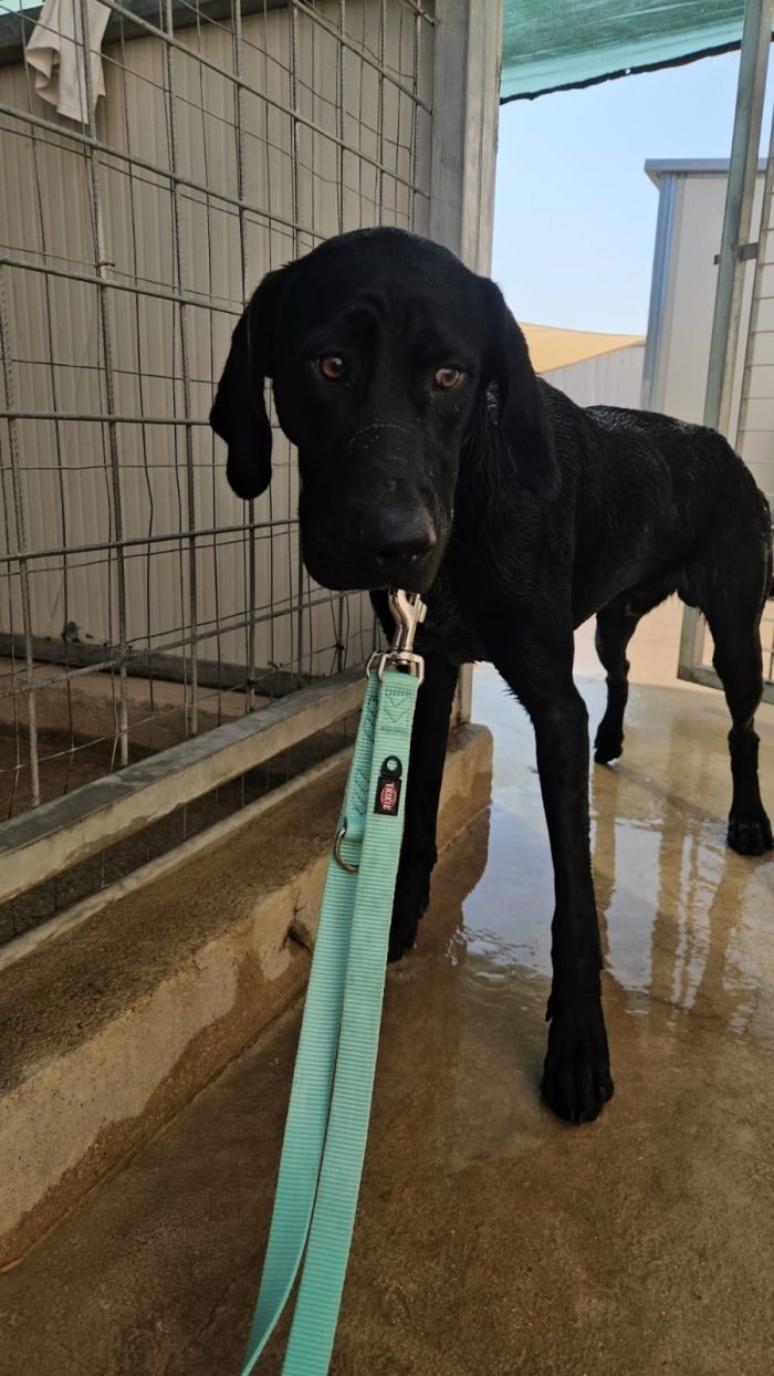 Massi splendido giovane simil Bracco/Labrador - media 7